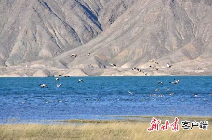 金川峡水库水域中水鸟成群活动