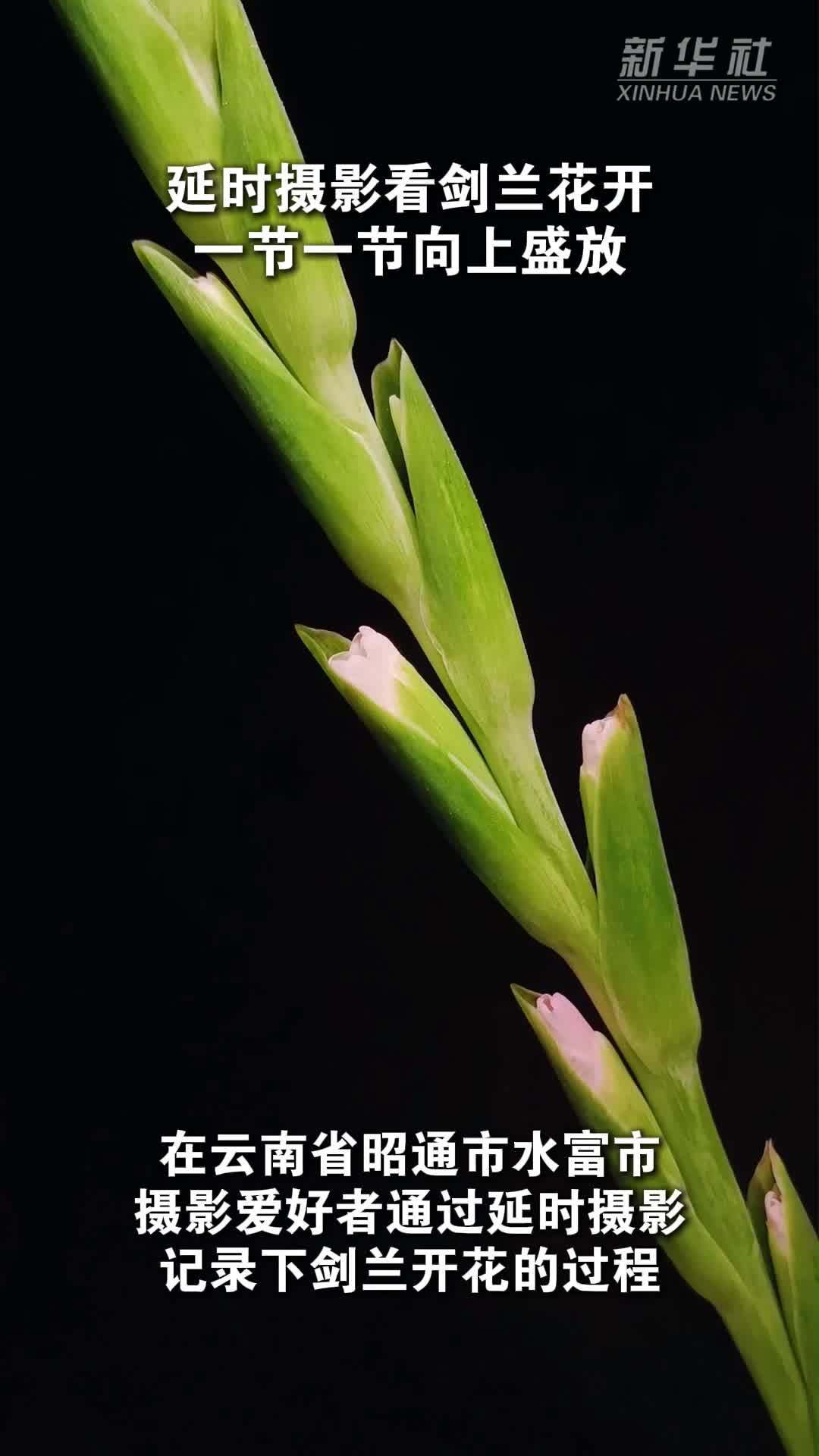 延时摄影看剑兰花开 一节一节向上盛放