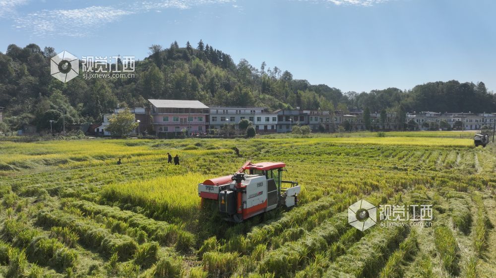 江西宜春：高标准农田绘就丰收图景（图）