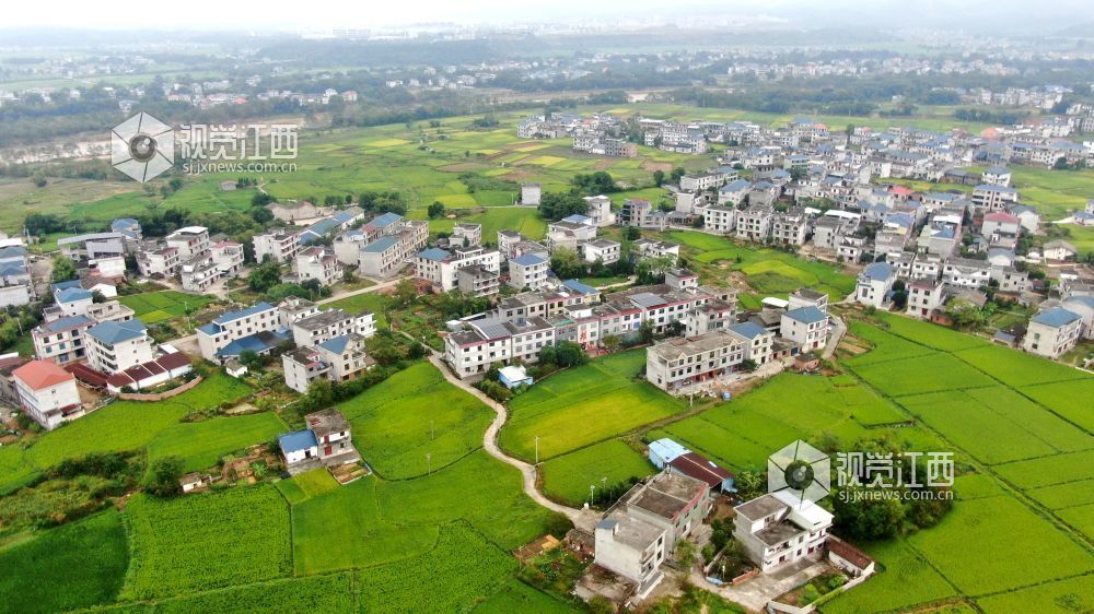2026年10月6日,秋日时节,江西省遂川县雩田镇沃野铺翠,连片稻田环绕错落民居。白墙小楼镶嵌在万顷良田之间,远山含黛,田畴如画。