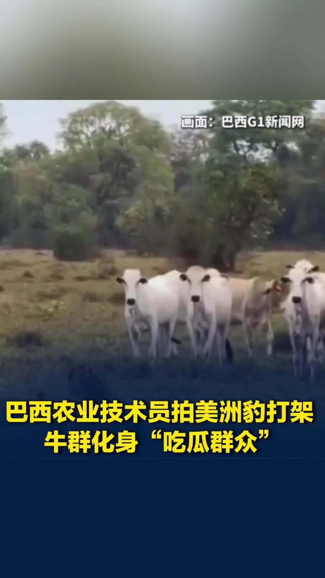 巴西农业技术员拍美洲豹打架，牛群化身“吃瓜群众”围观动物版UFC