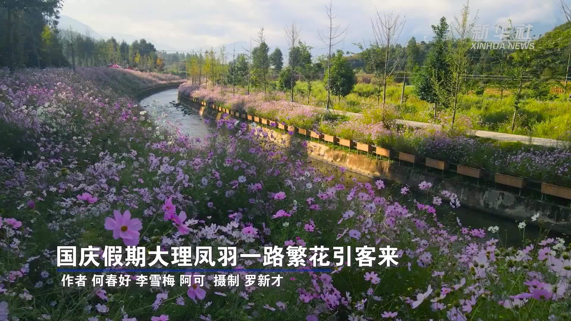 国庆假期大理凤羽一路繁花引客来