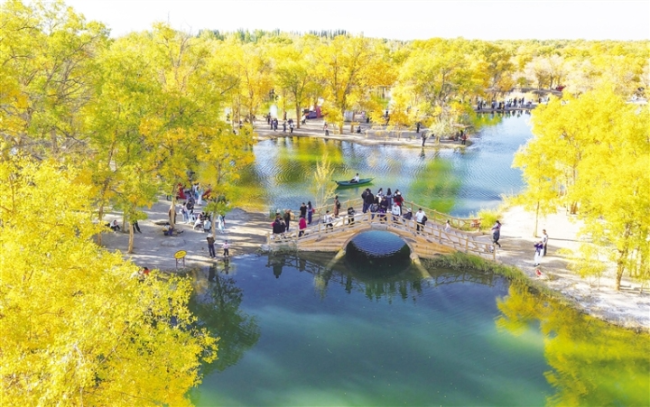 金塔沙漠胡杨林景区　曹红祖　摄