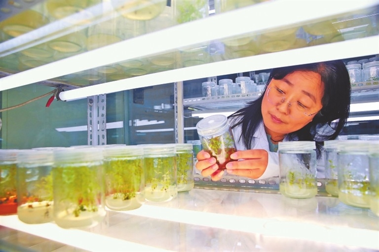郑果所草莓种质改良团队工作人员在做种质创新实验。记者 王铮 摄