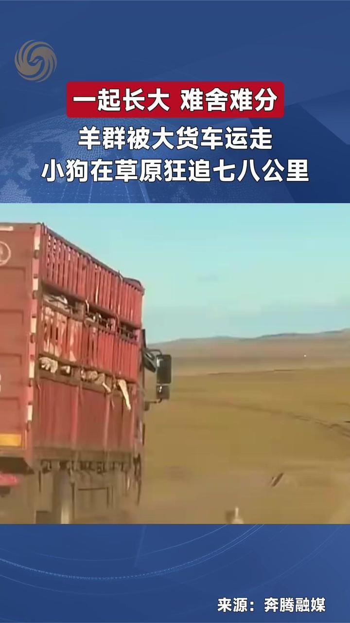 相伴长大的羊群被货车运走，小狗在草原狂奔七八公里追赶