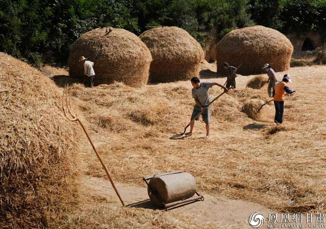 农民解开麦捆，平铺在场上晾晒后用石磙碾压。资料图