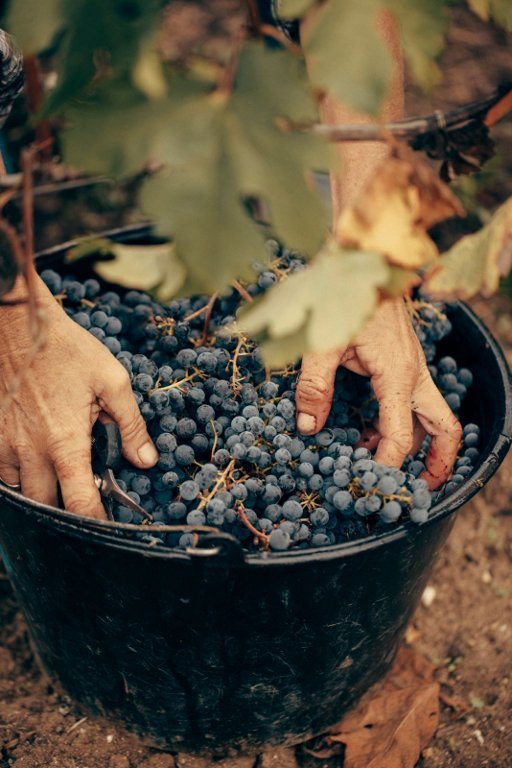 Les Vignobles 波尔多酒庄2026采收圆满收官