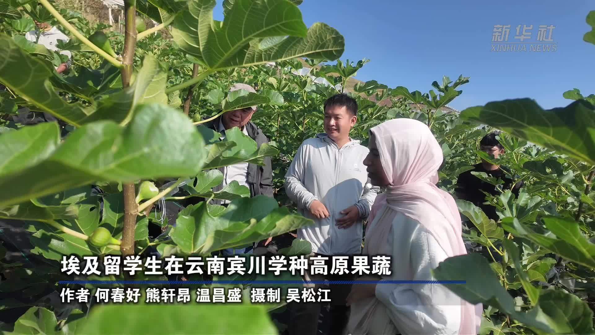埃及留学生在云南宾川学种高原果蔬