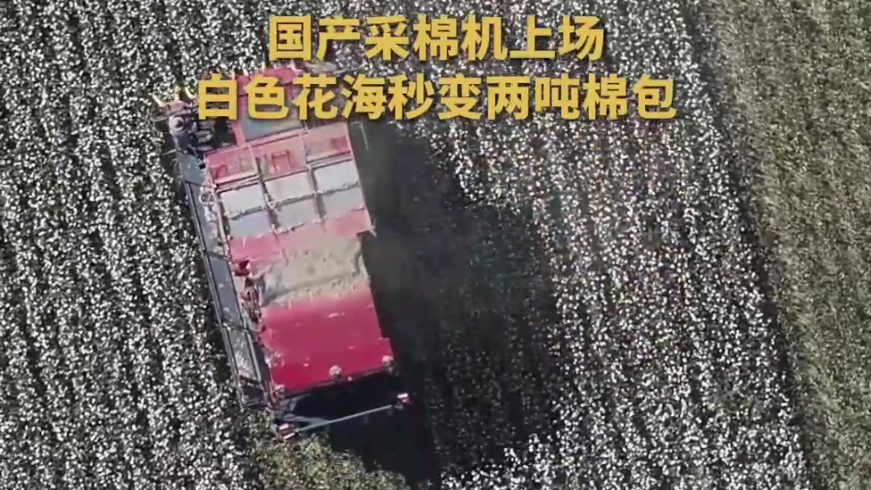 国产采棉机上场 白色花海秒变两吨棉包
