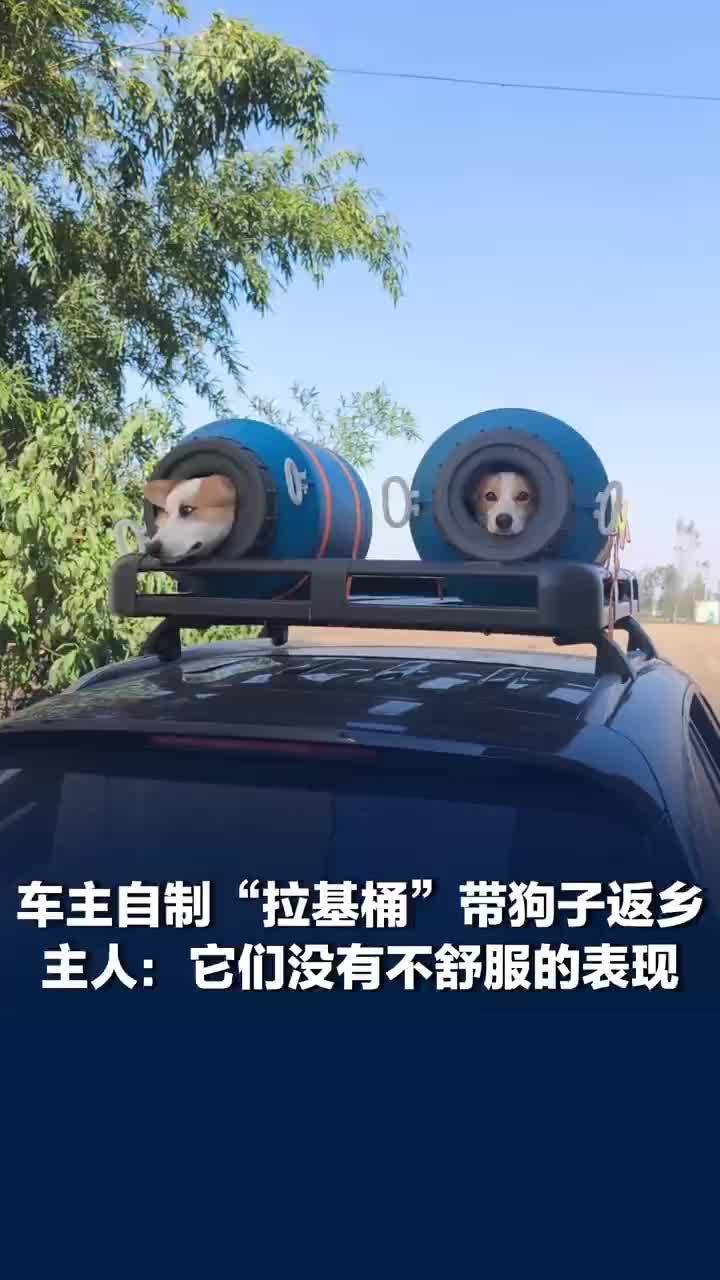 国庆返程狗狗被装桶固定车顶引热议