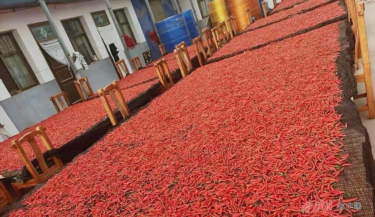 正在晾晒的辣椒.jpg