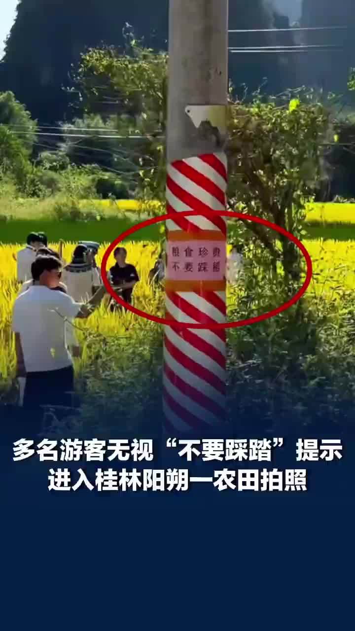 多名游客无视提示踩坏水稻进田拍照