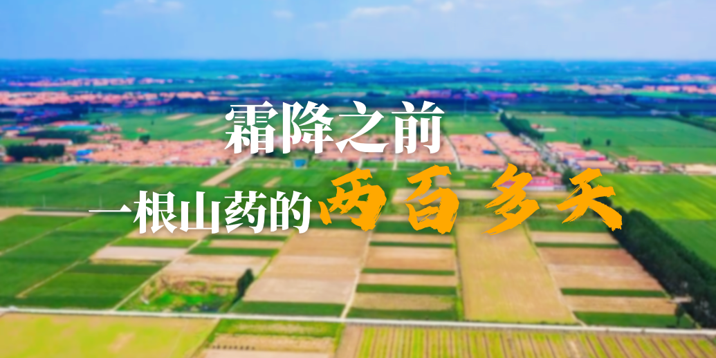 霜降之前，一根山药的两百多天