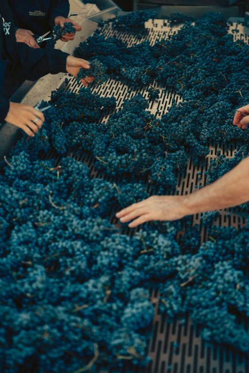 Les Vignobles 波尔多酒庄2026采收圆满收官