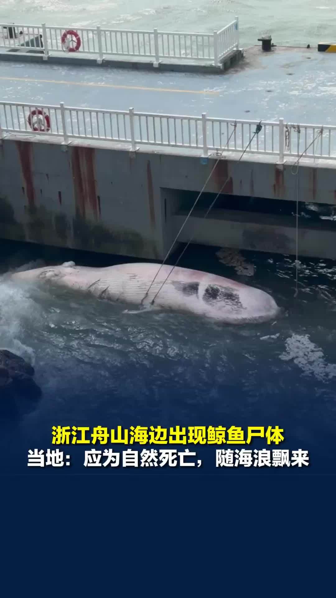 浙江舟山海边出现鲸鱼尸体，当地：应为自然死亡，随海浪飘来，网友：一鲸落，万物生