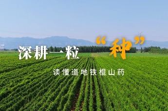 深耕一粒“种”，读懂千年铁棍山药