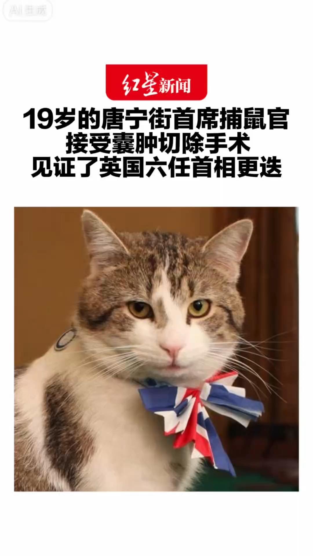 19岁的唐宁街首席捕鼠官 接受囊肿切除手术 它以流浪猫“入职”首相府15年 见证了英国六任首相更迭