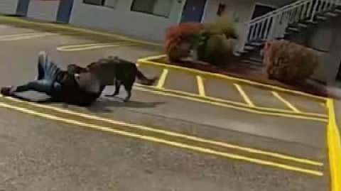 美国警犬退休前一日被警察误杀 本该是幸福的退休日,却成生命终点!美国