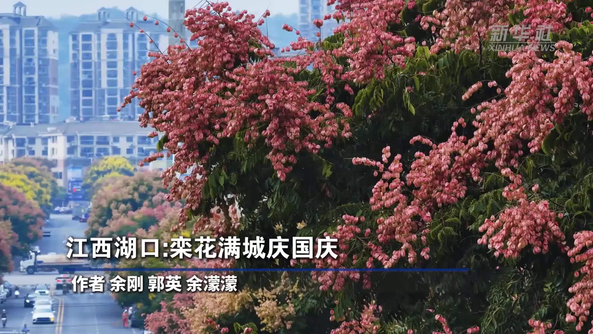 江西湖口：栾花满城庆国庆