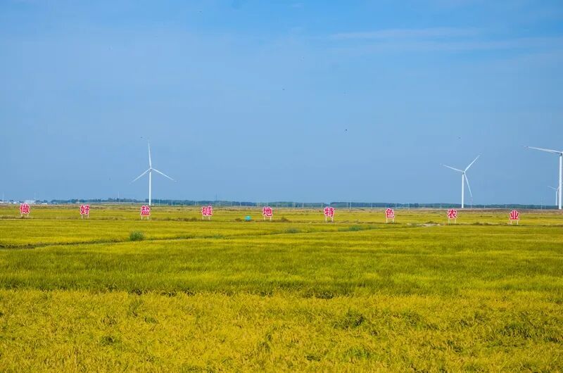 大庆市大同区盐碱地水稻种植基地。大庆市委宣传部供图