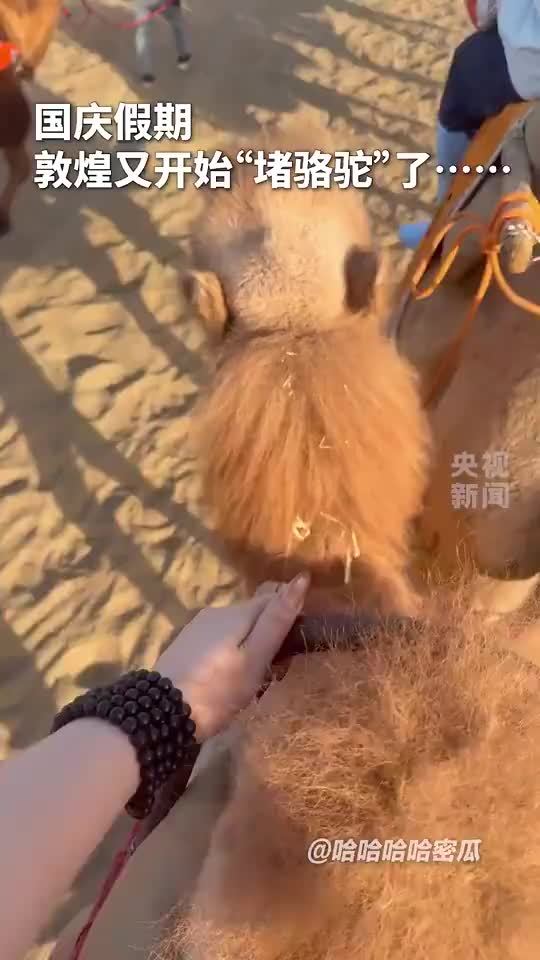 敦煌鸣沙山又开始堵骆驼了