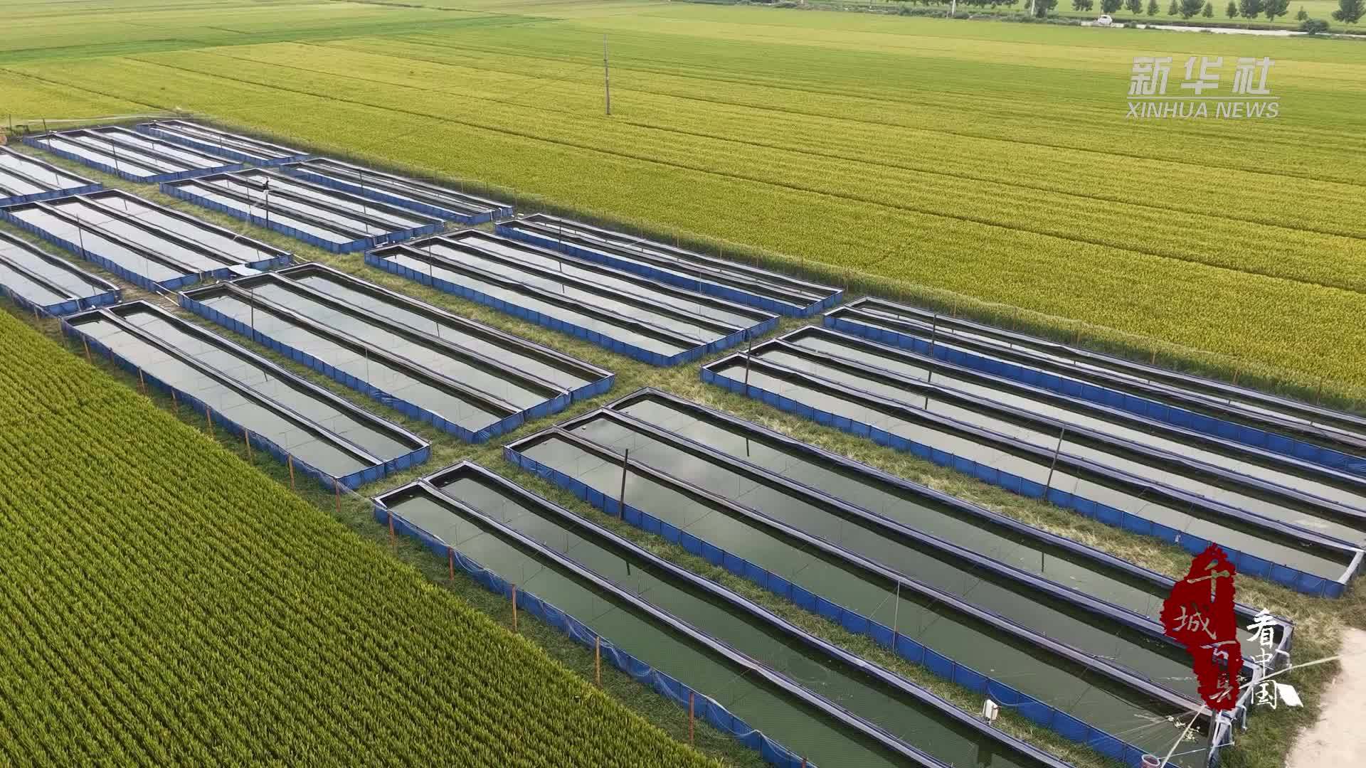 千城百县看中国｜山东郯城：小水蛭“闯”出大市场