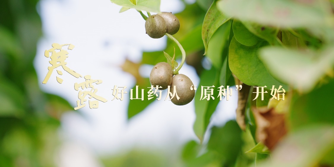 寒露：好山药从“原种”开始