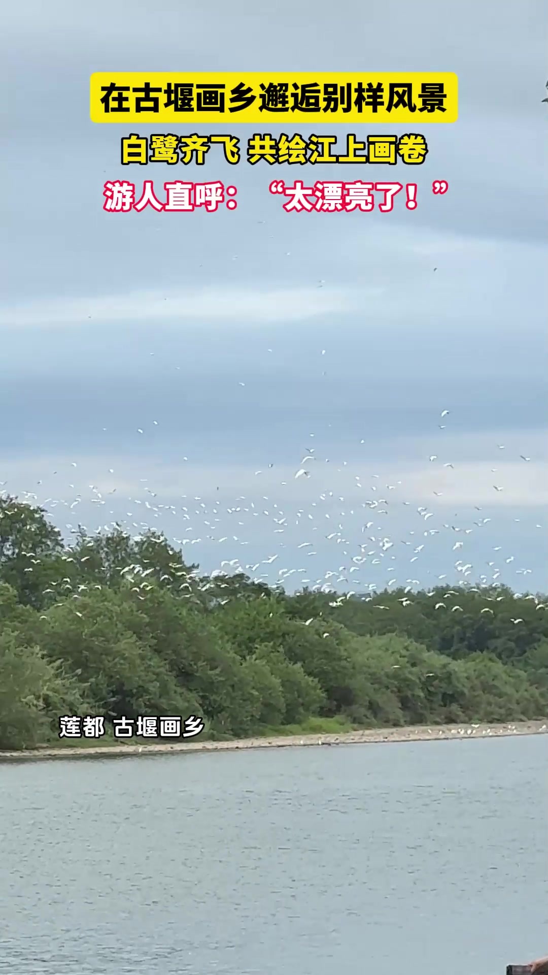 在古堰画乡邂逅别样风景，白鹭齐飞共绘江上画卷，游人直呼:“太漂亮了!”