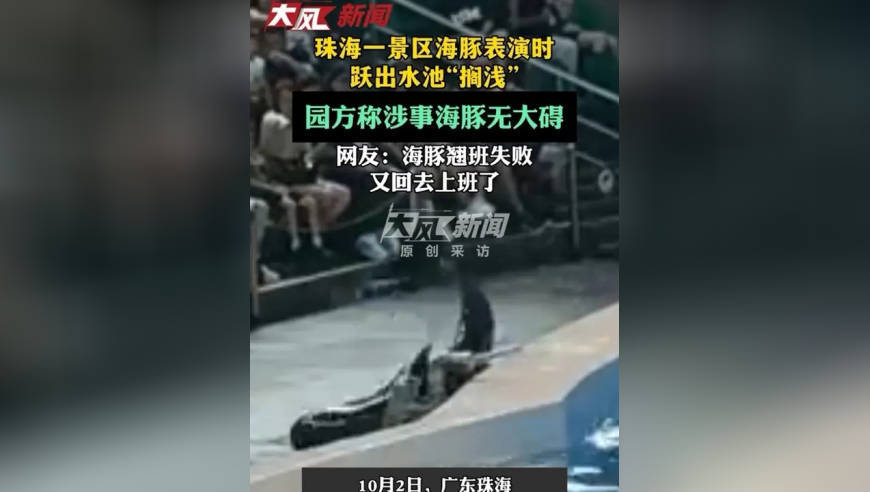 珠海一景区海豚表演时跃出水池“搁浅”，园方称涉事海豚无大碍；网友：海豚翘班失败，又回去上班了