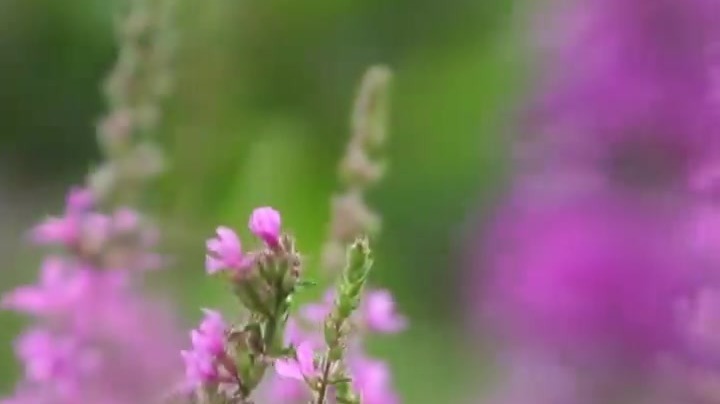 秋季出游防过敏　医生建议快码住
