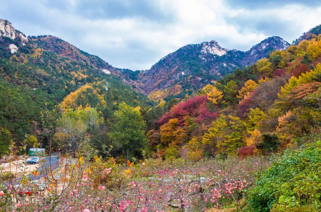 台本敏13953500006《多彩昆嵛山》.jpg