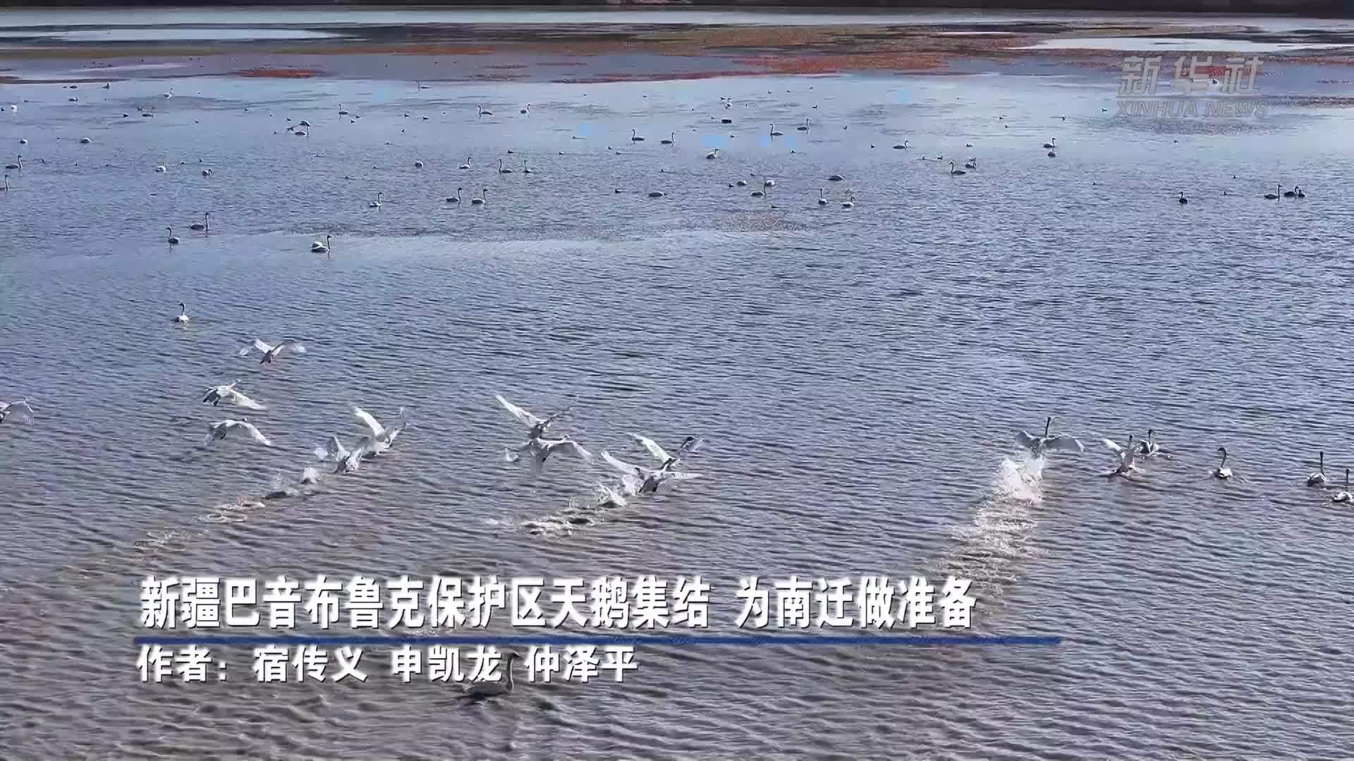 新疆巴音布鲁克保护区天鹅集结 为南迁做准备