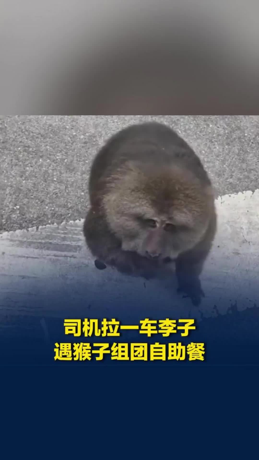 司机拉李子路过绵茂公路，被十几只猴子组团截胡，司机：拖家带口吃了半小时，没有驱赶