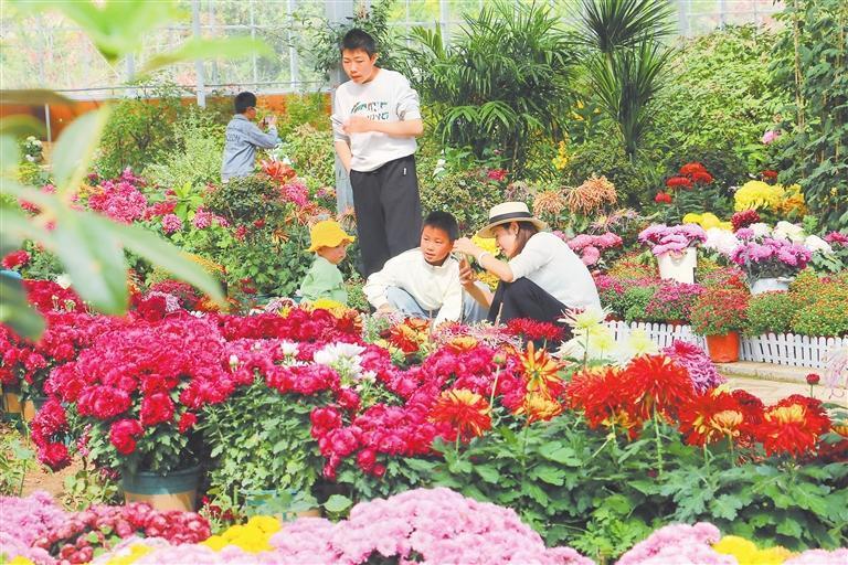 漳县贵清山植物园内菊花竞相绽放，各色菊花错落铺展，吸引游客前来游园赏菊。新甘肃&middot;甘肃日报通讯员　马万安