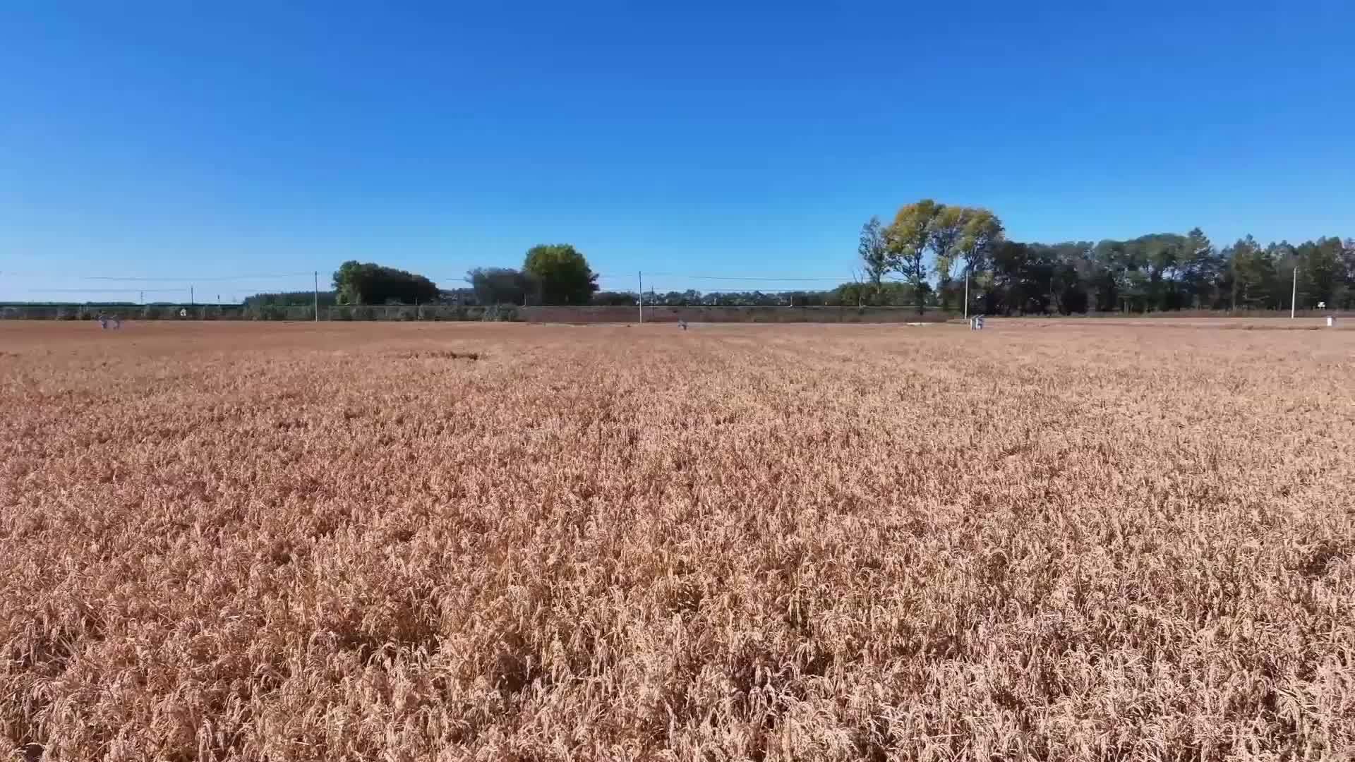 黑龙江友谊：做强糯稻产业 畅通北粮南运通道