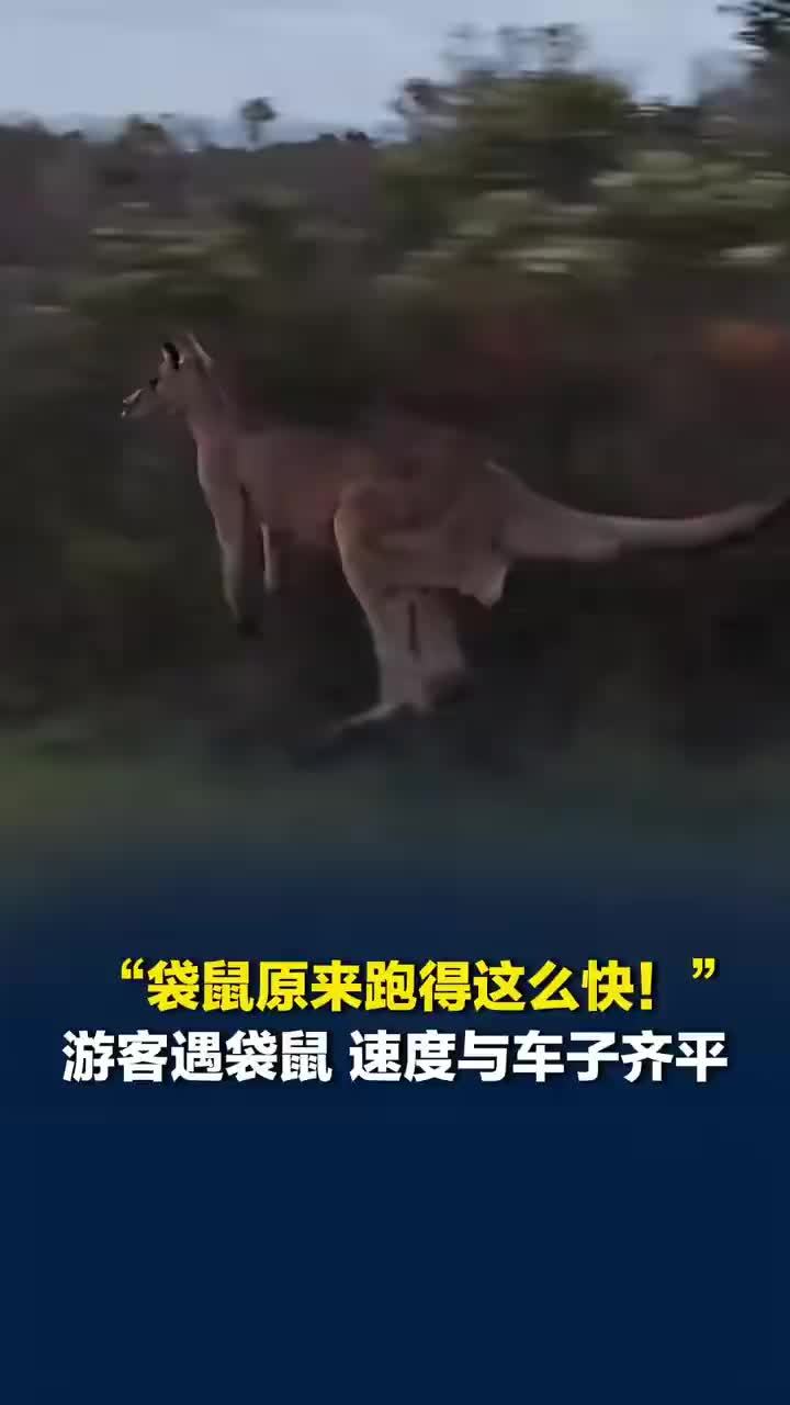 游客偶遇袋鼠速度与车子齐平