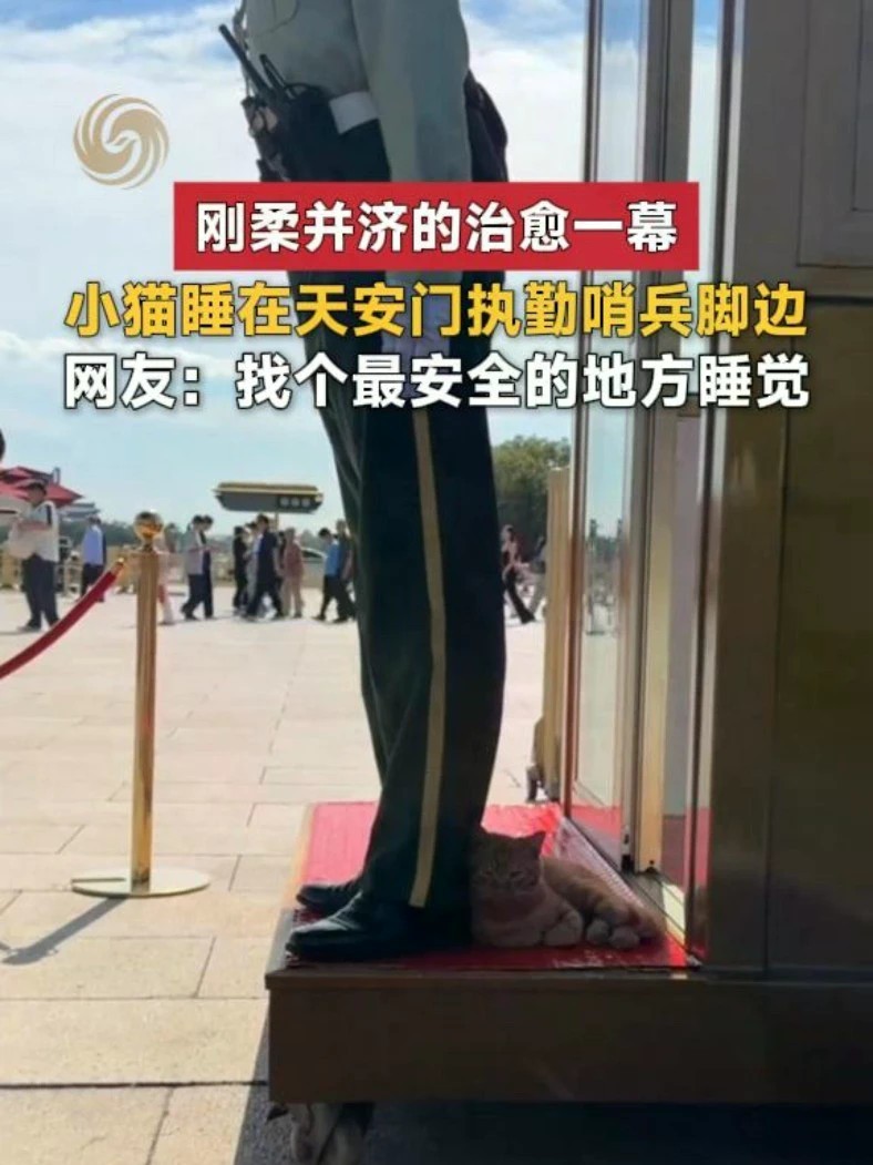 刚柔并济的治愈一幕，小猫睡在天安门执勤哨兵脚边。网友：找个最安全的地方睡觉。#暖心
