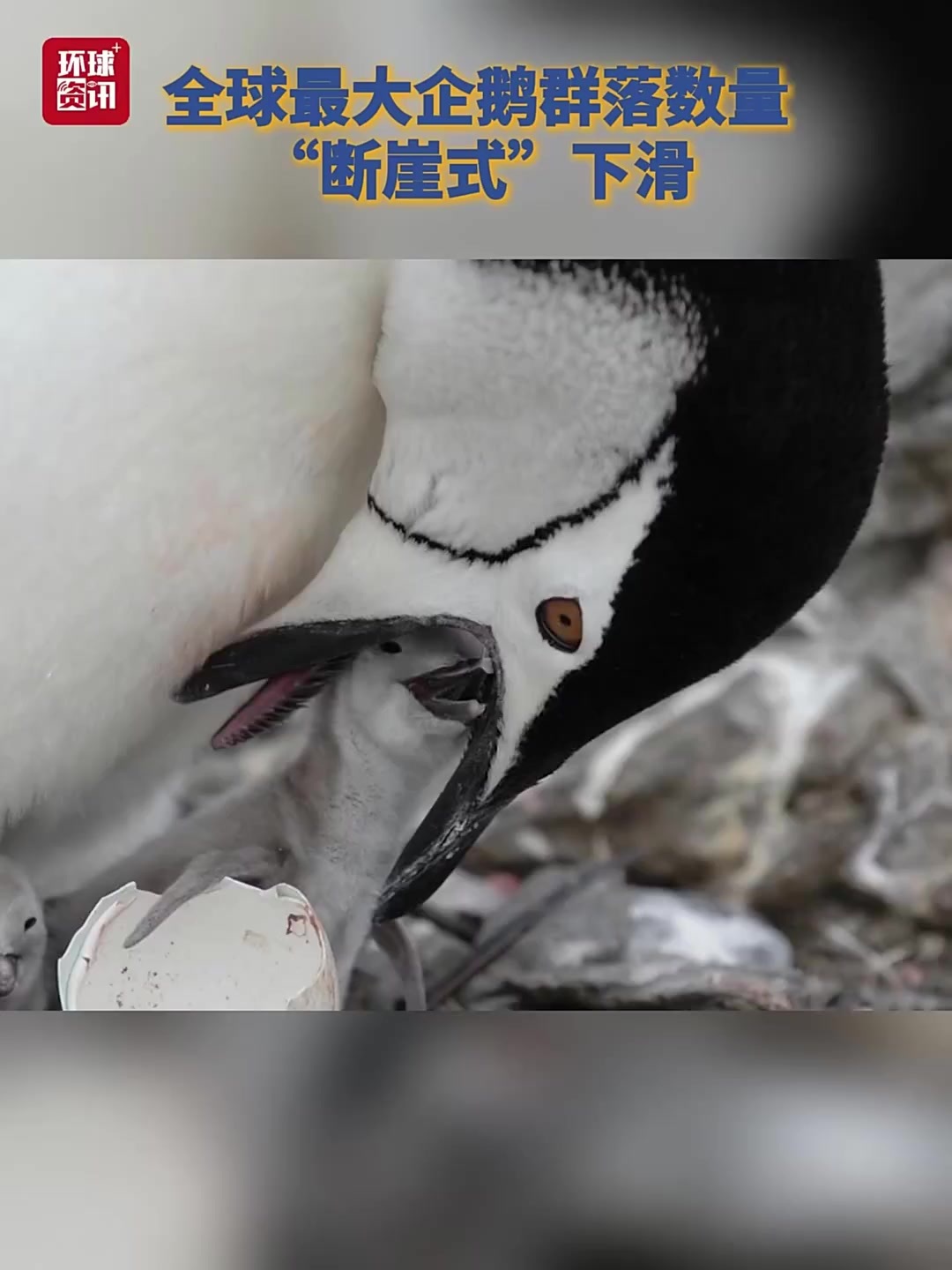全球最大企鹅群落数量“断崖式”下滑