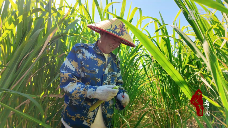 内蒙古通辽：南茭北种喜丰收