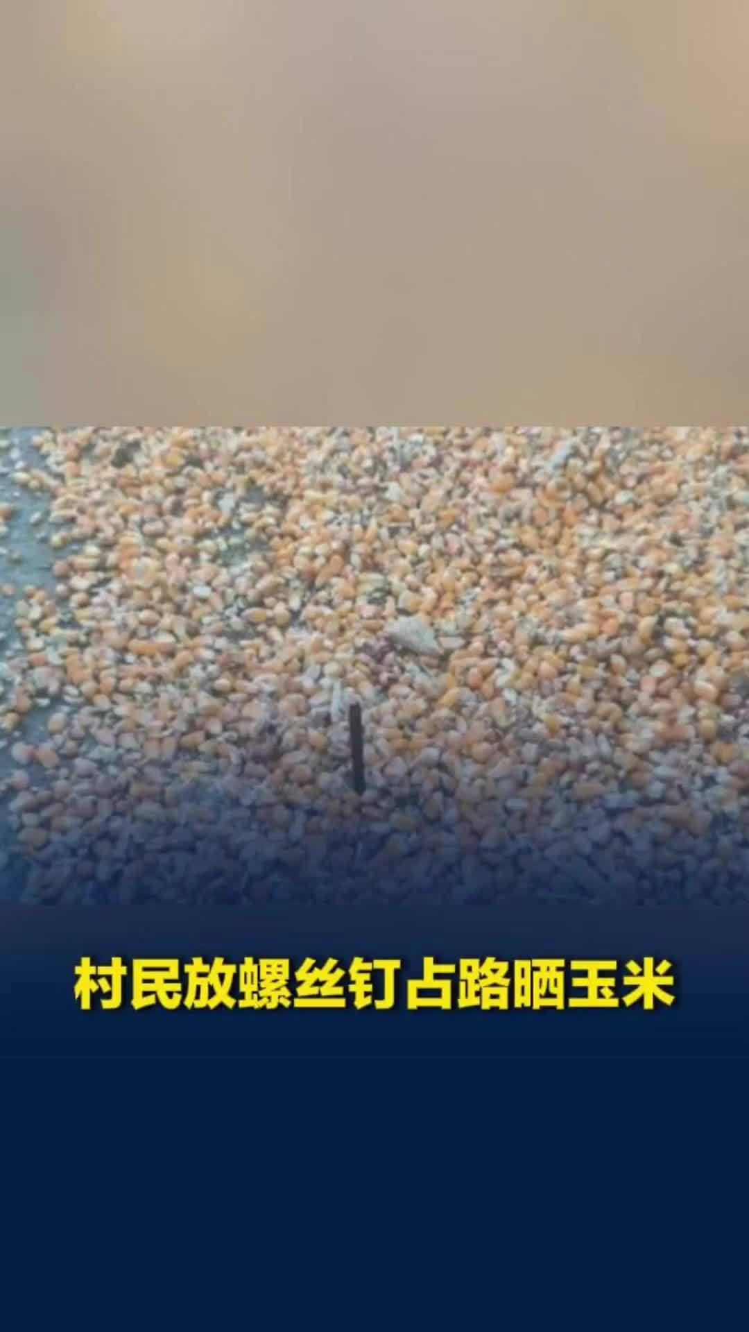 邢台南和区一村民放螺丝钉占路晒玉米，村支书回应：派出所已介入对其批评，钉子已撤