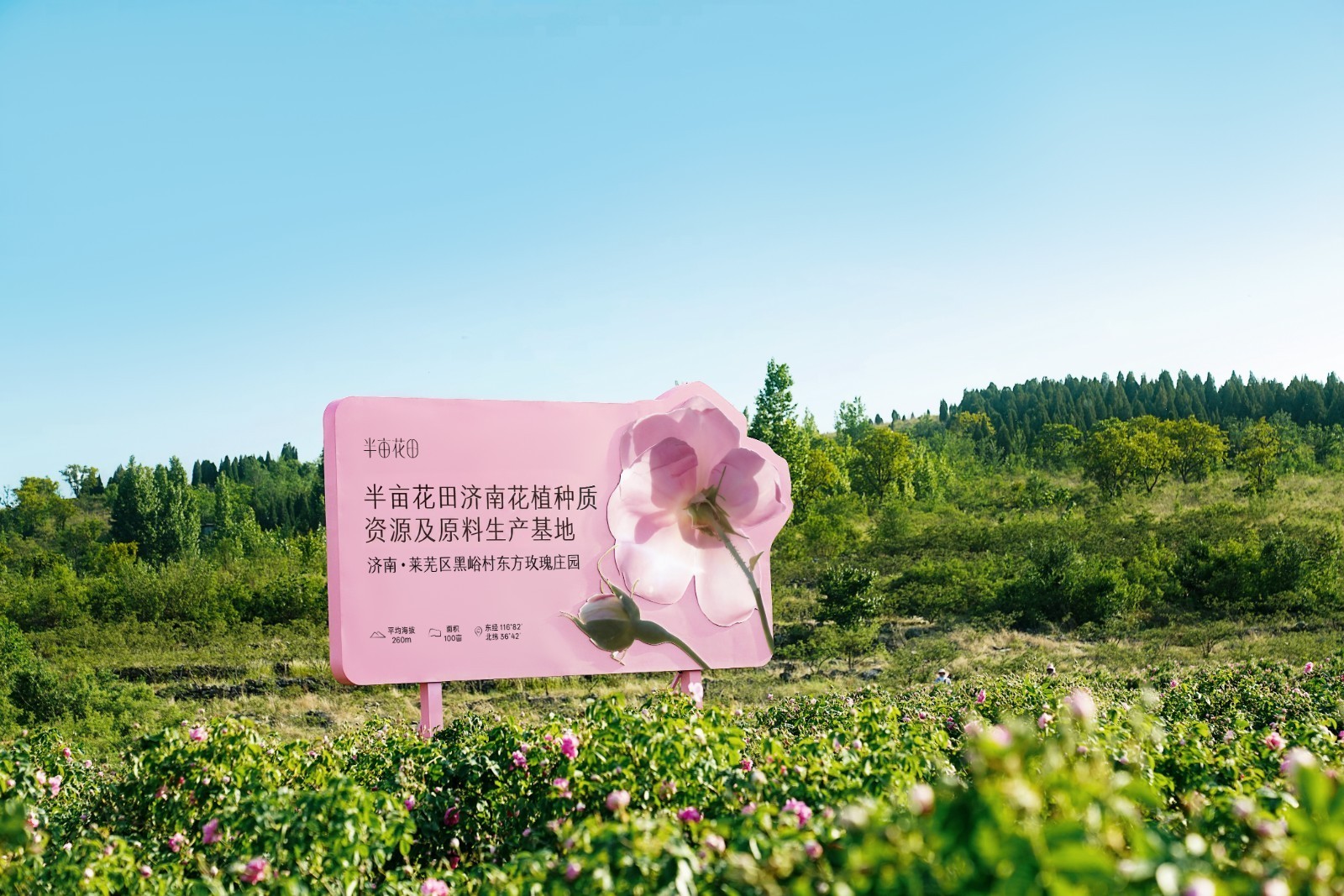 位于济南的半亩花田花植种质资源及原料生产基地.jpg