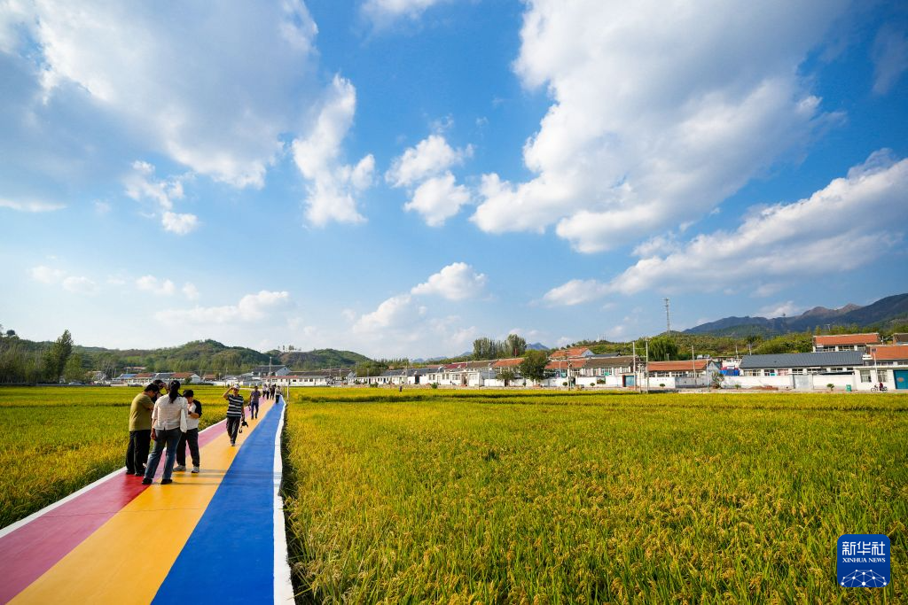 图为河北省迁安市的“稻花香里”度假村。新华社发(赵亮 摄)