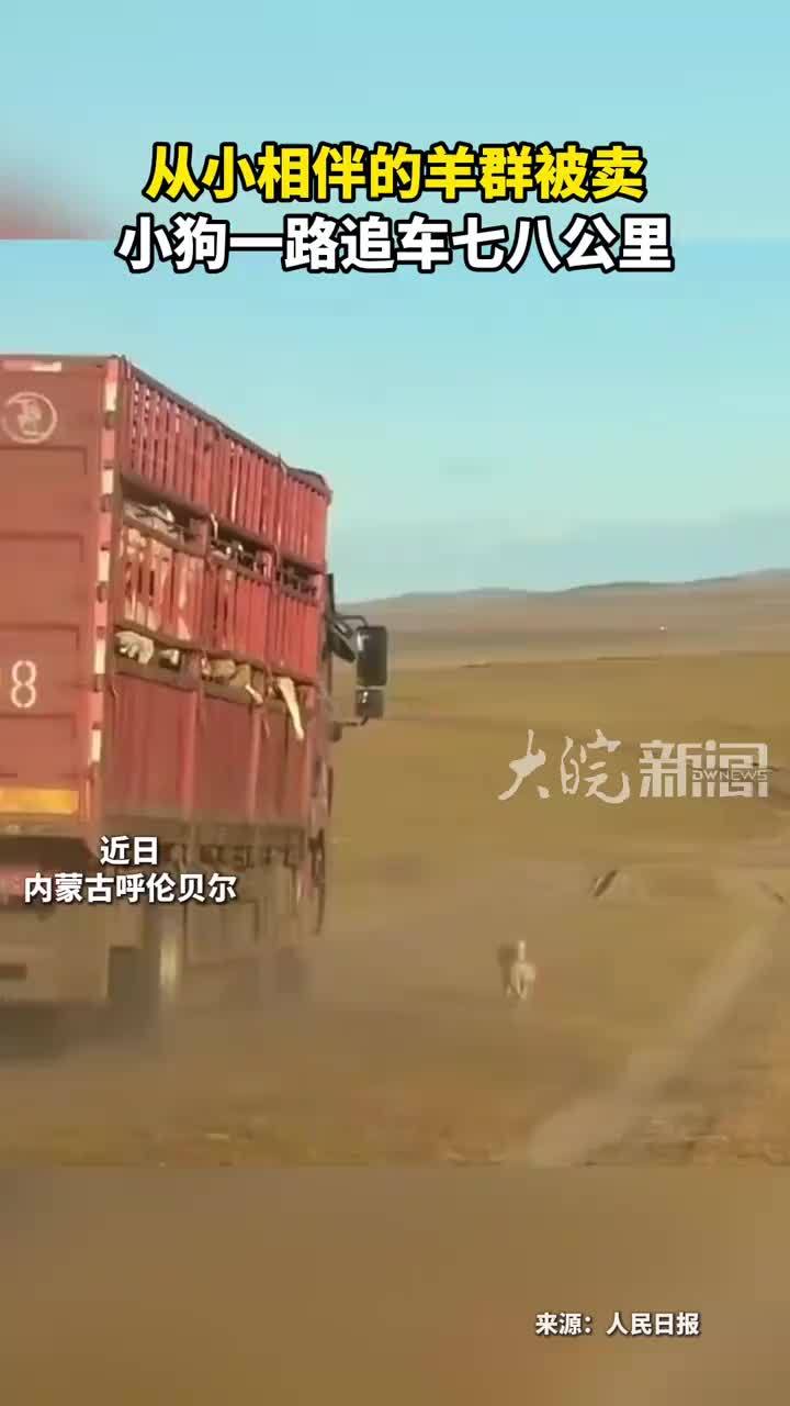 从小相伴的羊群被卖 小狗一路追车七八公里