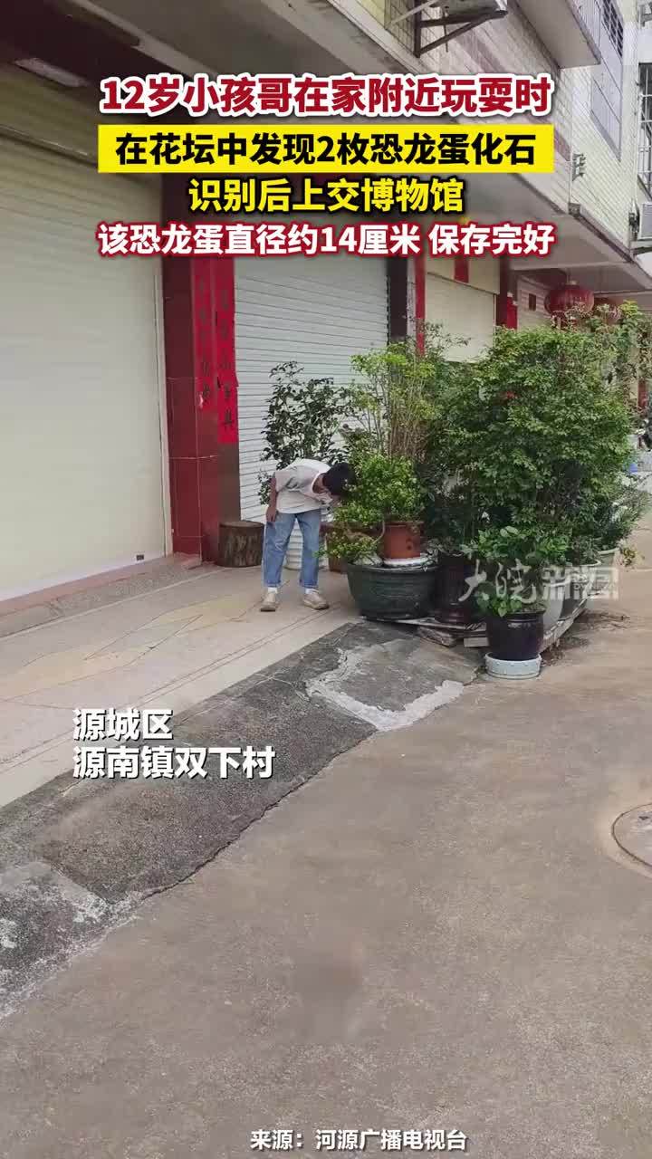 12岁小孩哥在家附近玩耍时，在花坛中发现2枚恐龙蛋化石，识别后上交博物馆，该恐龙蛋直径约14厘米 保存完好#12岁小孩哥发现2枚恐龙蛋化石