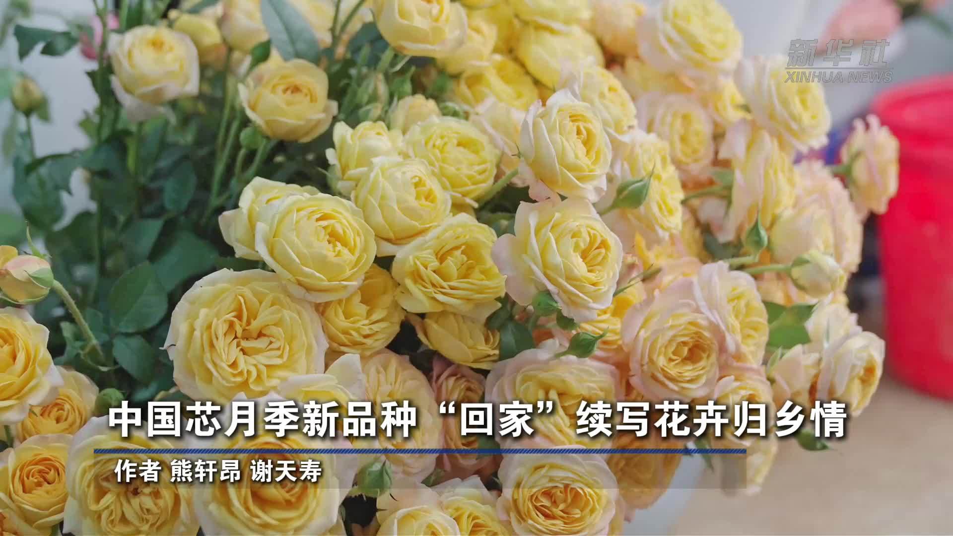 中国芯月季新品种“回家”续写花卉归乡情