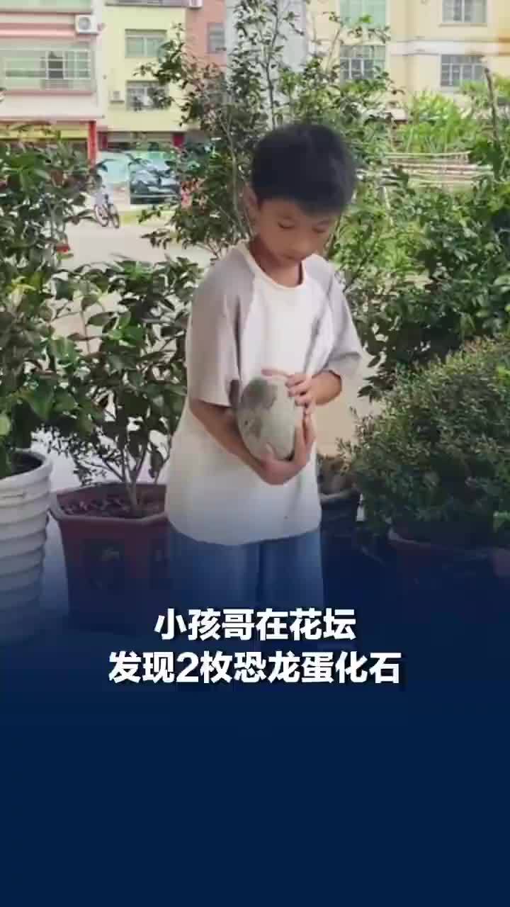 小孩哥在花坛发现2枚恐龙蛋化石