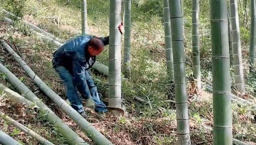 被竹子扎了一下，69岁大伯呼吸衰竭差点没命！这种小伤口致死率接近100%