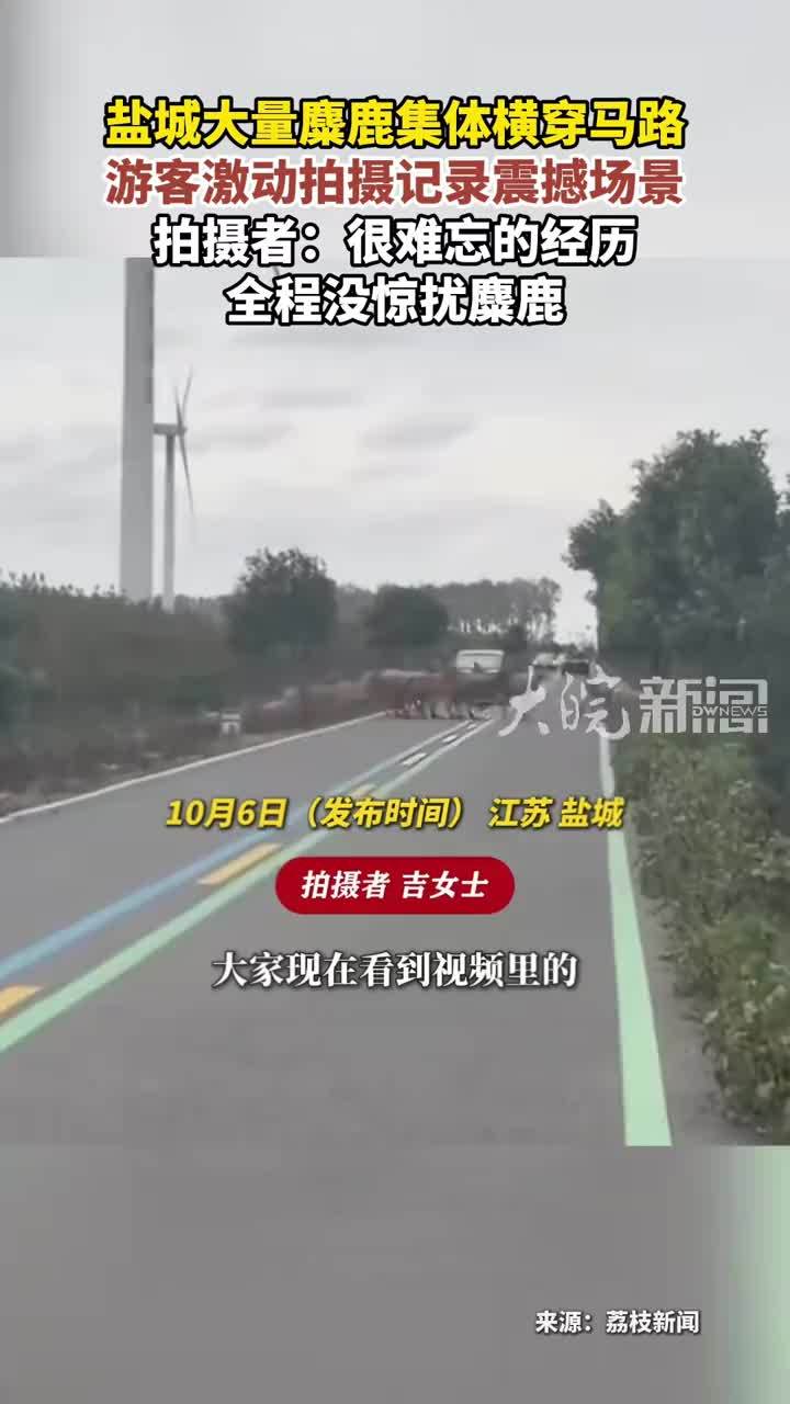 盐城大量麋鹿集体横穿马路 游客激动拍摄记录震撼场景 拍摄者：很难忘的经历全程没惊扰麋鹿