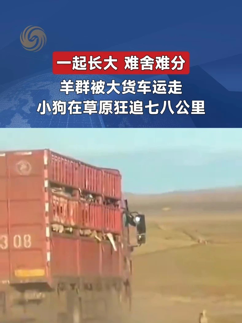 相伴长大的羊群被货车运走，小狗在草原狂奔七八公里追赶。网友：万物皆有灵。#感人 #动物