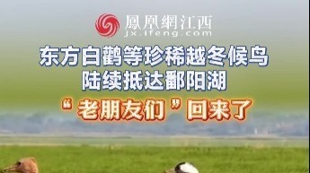 东方白鹳等珍稀越冬候鸟 陆续抵达鄱阳湖 “老朋友们”回来了